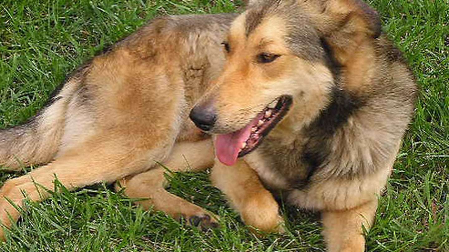 image for Expert recommends isolating dogs amid deadly, highly contagious, ‘mysterious illness’