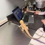 image for My bearded dragon double checking his vet’s cricket math after she said I’m over feeding him.