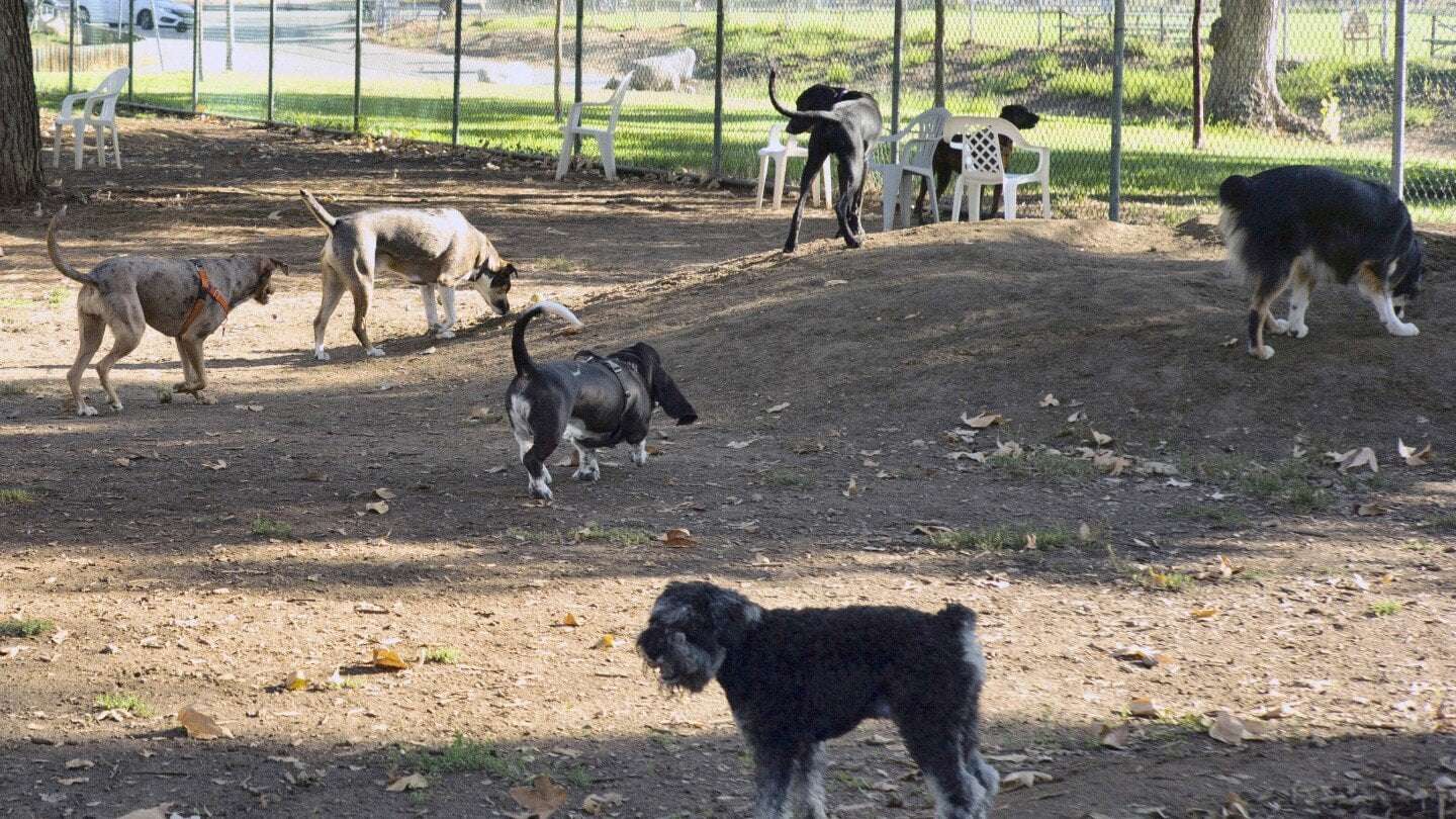 image for Dogs are coming down with an unusual respiratory illness in several US states