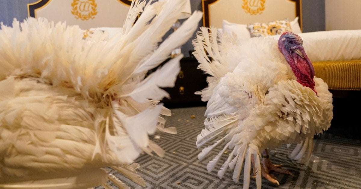 image for Sarah Huckabee Sanders Pardons Turkey but Denies Clemency for Wrongly Imprisoned Man