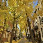 image for The street I live on in Philadelphia - yesterday during peak gingko season