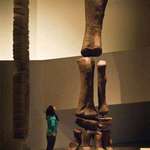 image for Size comparison of the Argentinosaurus leg to that of a human body.