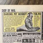image for In the 1960s, you could buy a mail-order squirrel monkey for $18.95