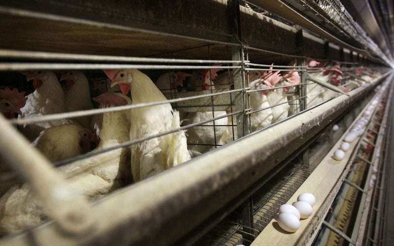image for U.S. egg producers conspired to fix prices from 2004 to 2008, a federal jury ruled