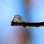image for Water drop refraction of backyard winter forest trees.