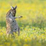 image for Western Grey Kangaroo had a moment where it appeared to be jamming out on an invisible guitar.