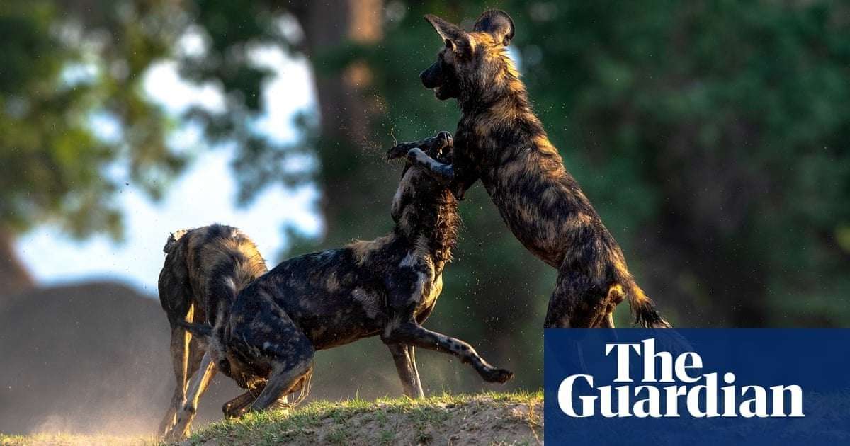 image for Zimbabwean ranger brings unloved painted dogs back from brink