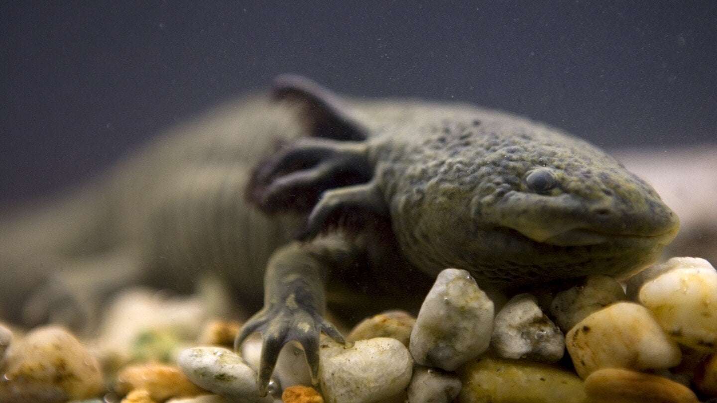 image for ‘Adopt an axolotl’ campaign launches in Mexico to save iconic species