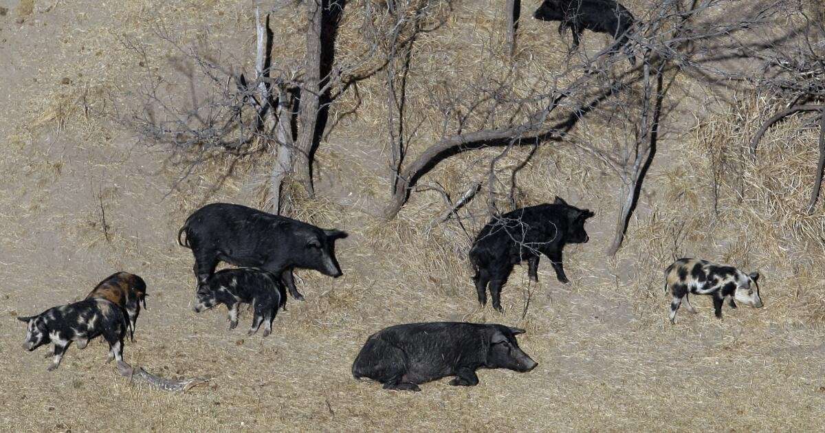 image for A population of hard-to-eradicate ‘super pigs’ in Canada is threatening to invade the U.S.