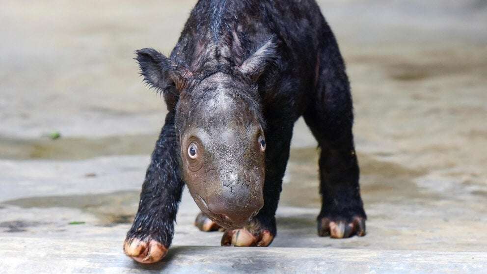 image for A critically endangered Sumatran rhino named Delilah successfully gives birth in Indonesia
