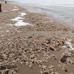 image for Thousands of star fish washed up on shore in the Netherlands