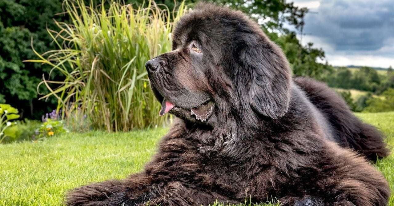 image for A Life-Extension Drug for Big Dogs Is Getting Closer to Reality