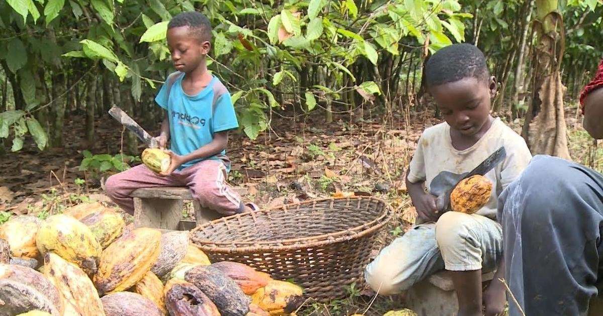 image for Candy company Mars uses cocoa harvested by kids as young as 5 in Ghana: CBS News investigation