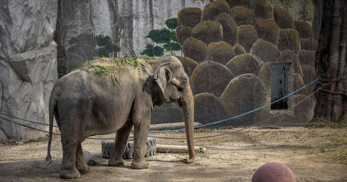 image for Mali, dubbed the "world's saddest elephant," has died after decades in captivity at the Manila Zoo