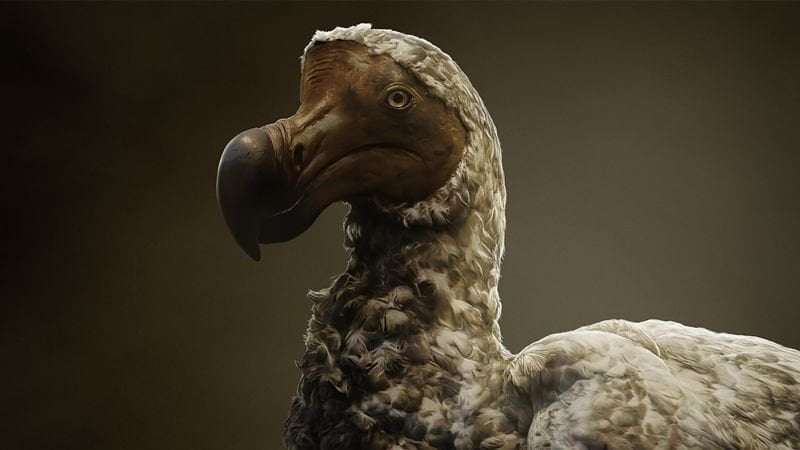image for Not so dead as a dodo: ‘De-extinction’ plan to reintroduce bird to Mauritius