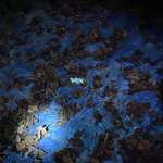 image for A 365 nm UV flashlight makes finding puppy land mines amongst fallen leaves much easier