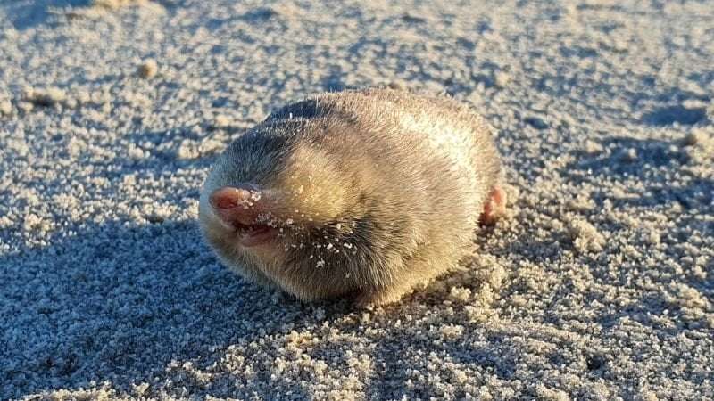 image for De Winton’s golden mole rediscovered after nearly 100 years