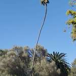 image for A very, very tall palm tree outside my local zoo.