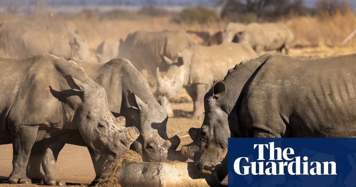 image for Sold: 2,000 captive southern white rhino destined for freedom across Africa