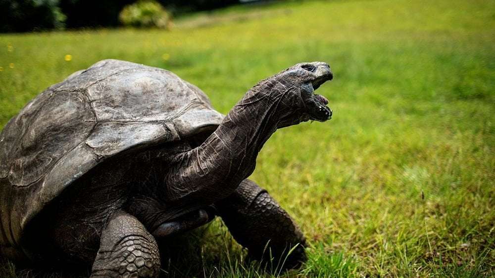 image for Jonathan the Tortoise: World’s oldest living land animal celebrates 191st birthday