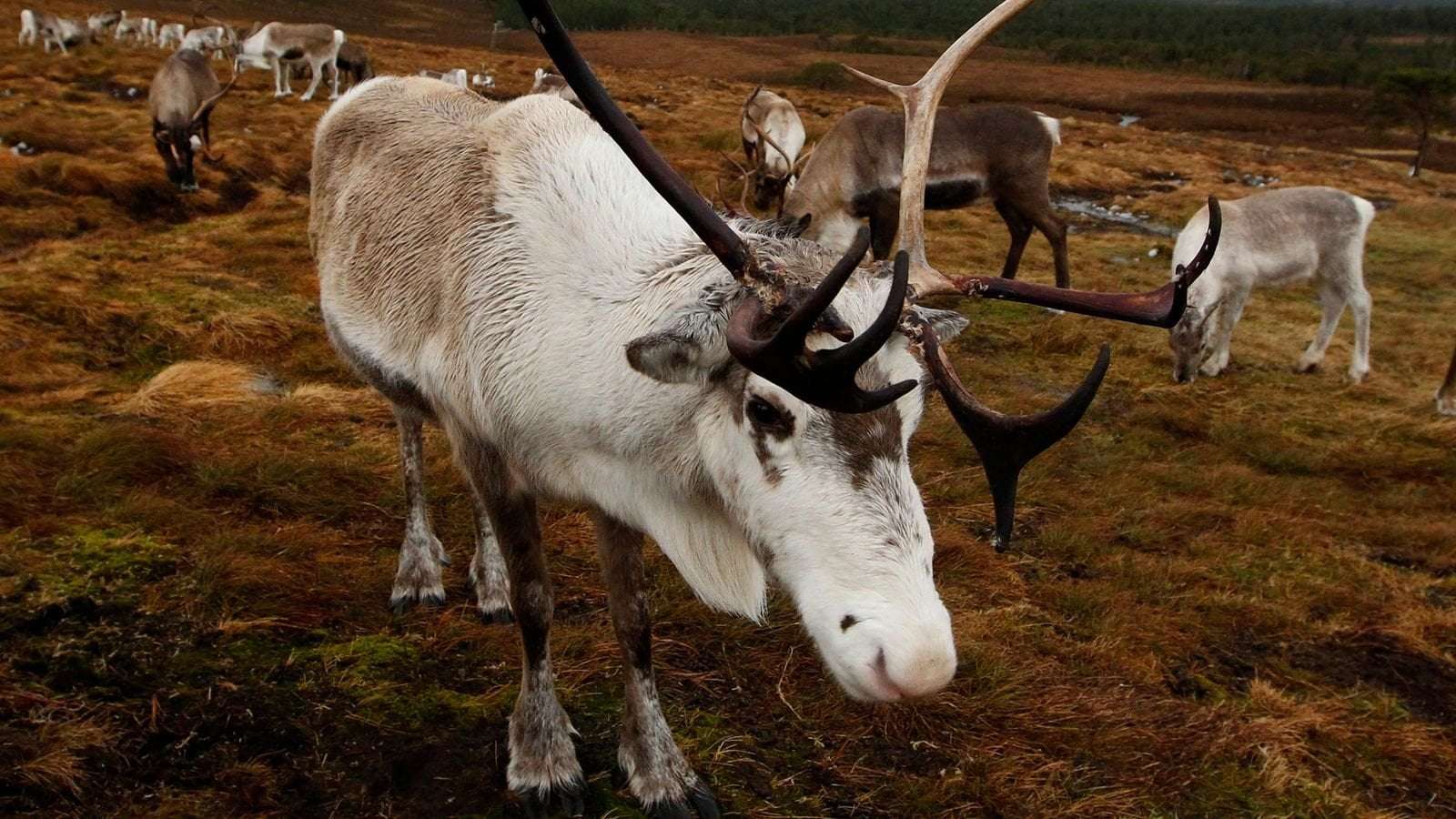 image for Suffolk: Escaped reindeer that blocked A-road after fleeing Santa's grotto attraction recaptured