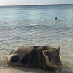 image for Saw a pig at the beach today