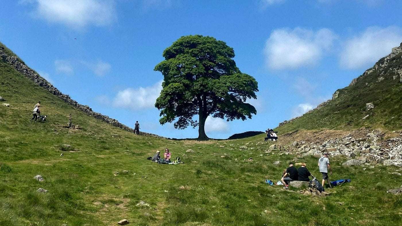 image for 'Signs of life': Sycamore Gap tree will live on, experts say