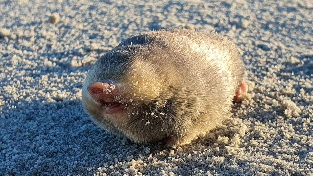image for Shimmering golden mole thought extinct photographed and filmed over 80 years after last sighting