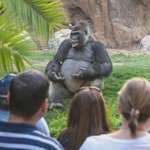 image for Gorilla looks like hes giving a lecture