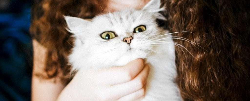 image for Mysterious Link Between Owning Cats And Schizophrenia Is Real, Study Says
