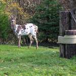 image for Rare Piebald buck deer in my Oregon Yard