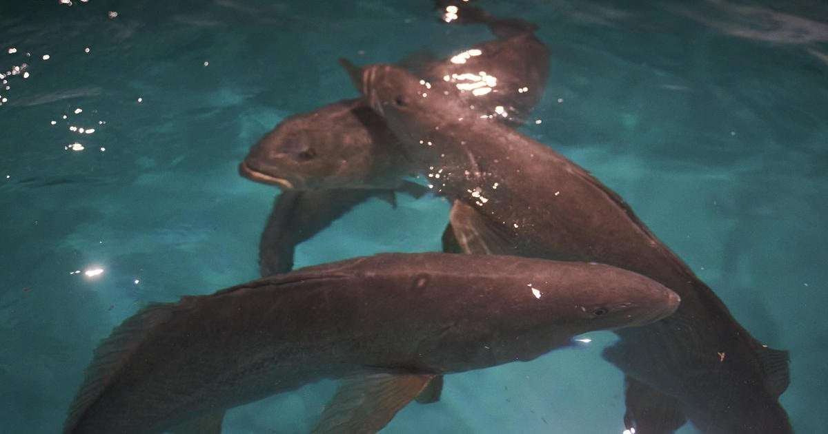 image for Mexico-based startup accused of selling health drink made from endangered fish: "Nature's best kept secret"