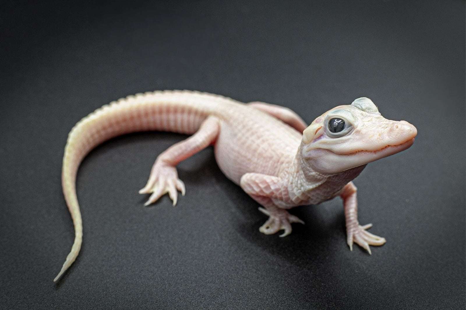 image for Rare, White Alligator Born at Florida Wildlife Park