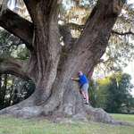 image for This giant oak tree in Gainesville Florida