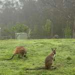 image for I live in rural Australia. These red-necked wallabies mow my acres of lawn for me each morning.