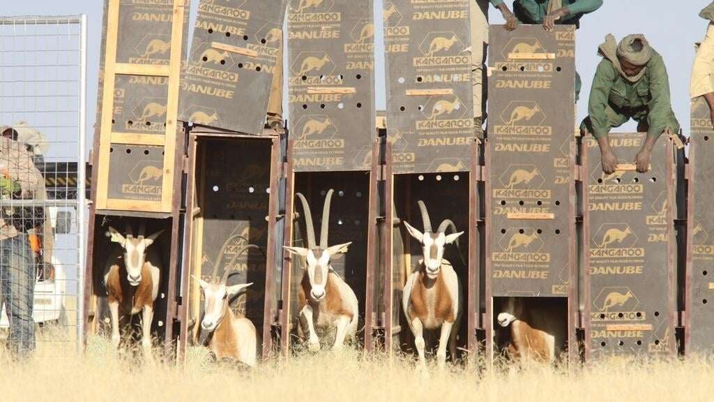 image for Extinct in the Wild antelope brought back from brink of extinction