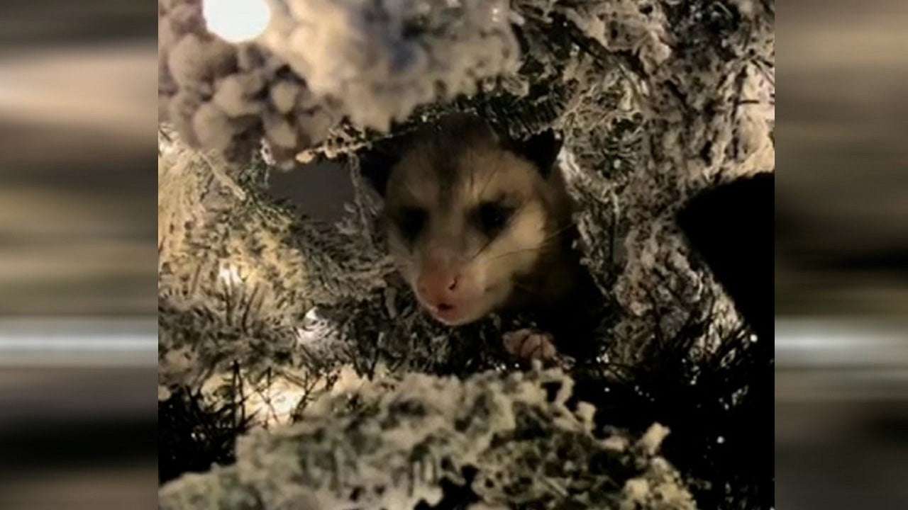image for Video: Sneezes from Christmas tree lead woman to hidden possum