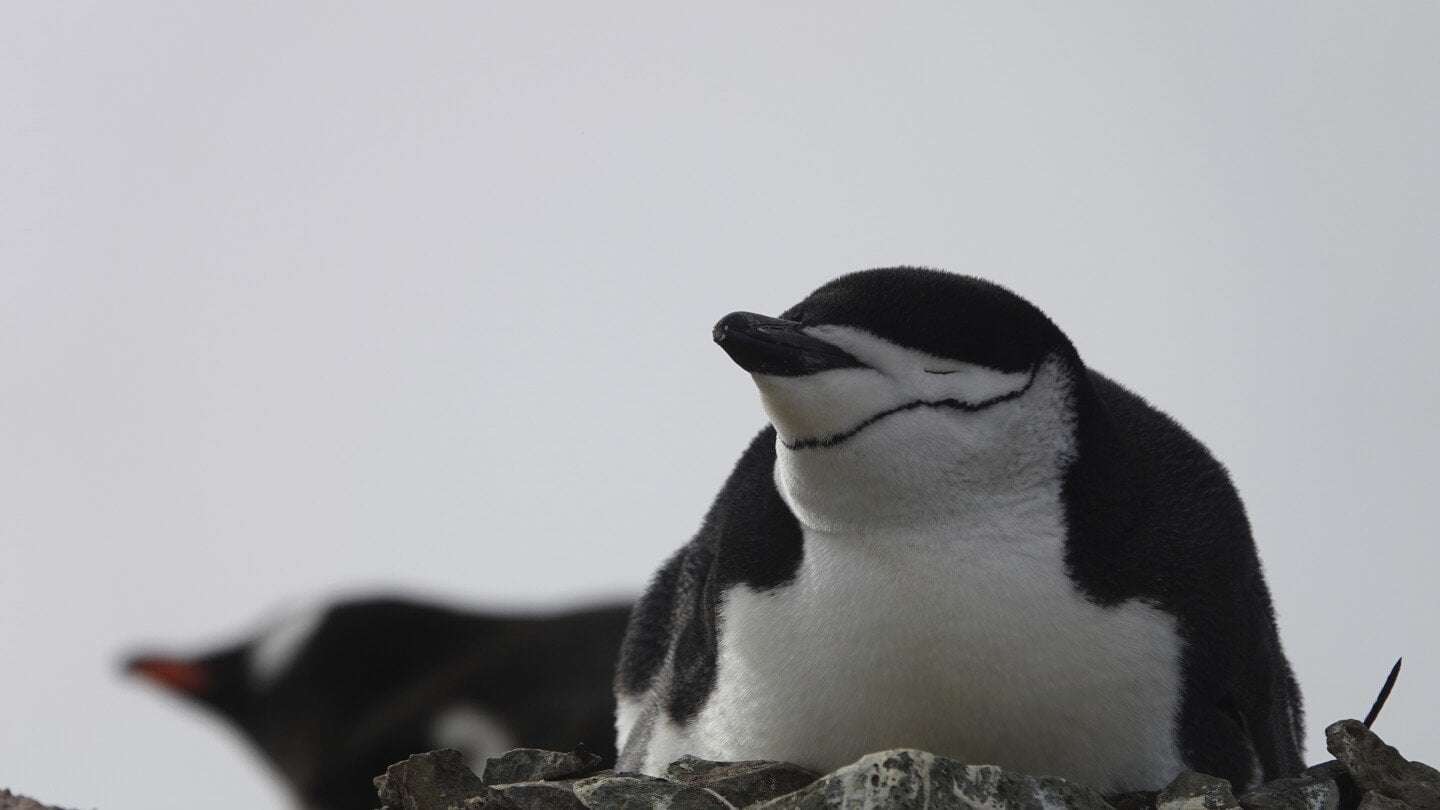 image for Penguin parents sleep for just a few seconds at a time to guard newborns, study shows