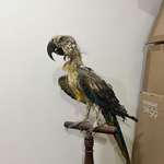 image for My grandfather sent his bird to a taxidermist. The results are macawbre.