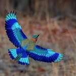 image for Indian roller