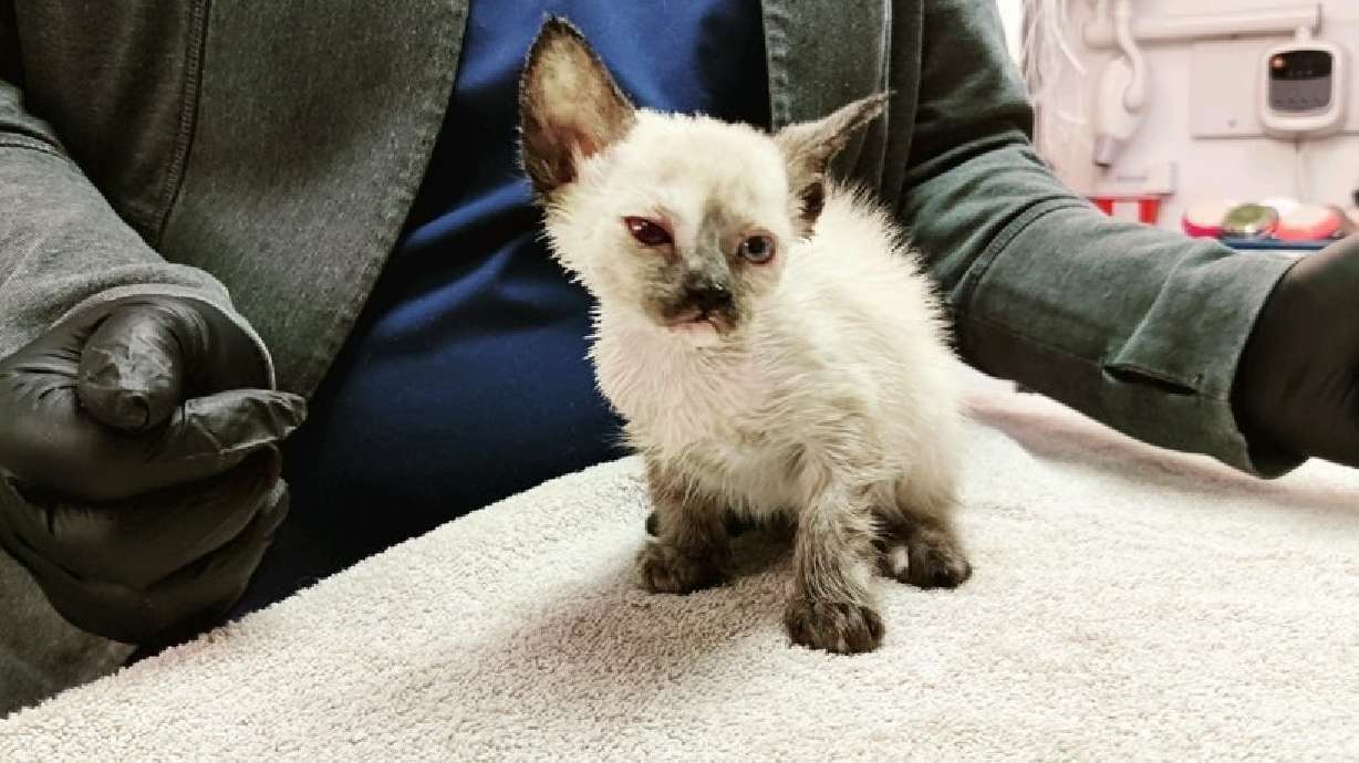 image for Kitten found in sandwich container is improving