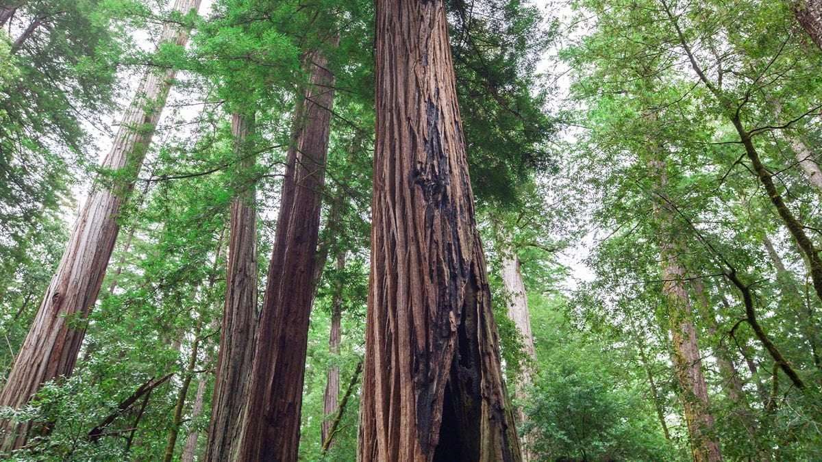 image for California redwoods 'killed' by wildfire come back to life with 2,000-year-old buds