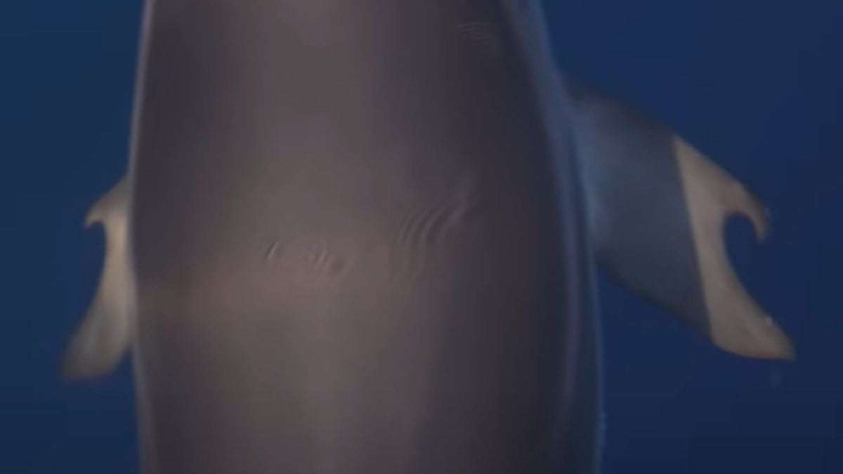 image for Extremely rare dolphin with thumbs photographed in Greek gulf