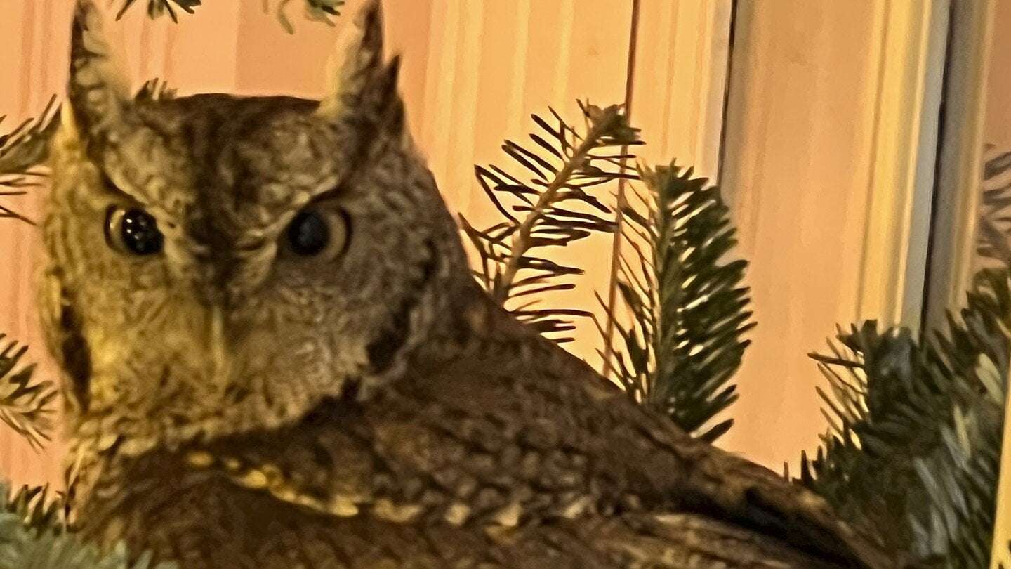 image for A Kentucky family gets an early gift: a baby owl in their Christmas tree