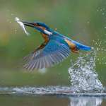 image for Kingfisher catching a fish