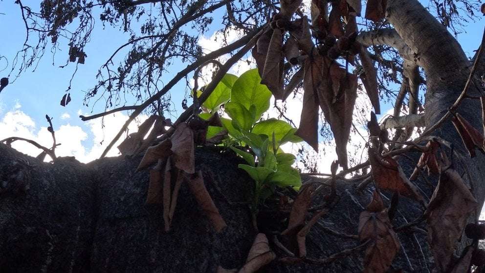 image for Historic banyan tree in Maui shows signs of growth after wildfire damage