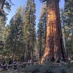 image for The biggest redwood tree in the US