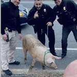 image for Escaped pig “Albert Einswine” leads NJ police on 1/4 mile chase
