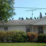 image for Saw a ton of vultures on my neighbor's house today