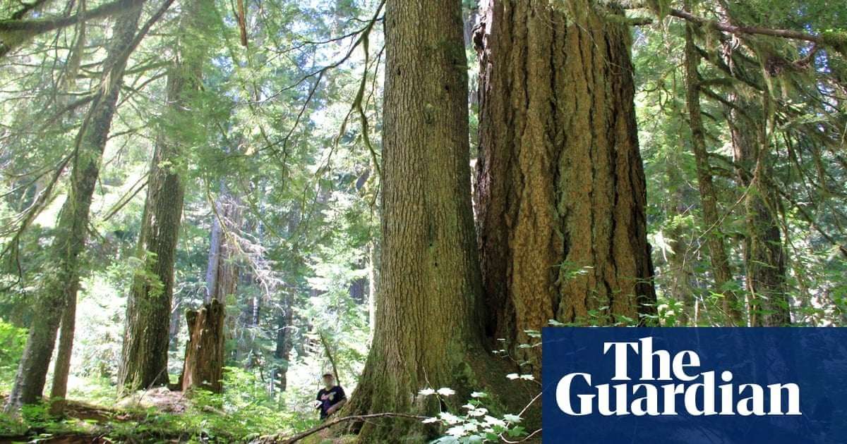 image for Joe Biden plans to ban logging in US old-growth forests in 2025